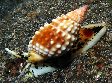 Pimpled Basket Shell - Nassarius papillosus - Big Island, Hawaii