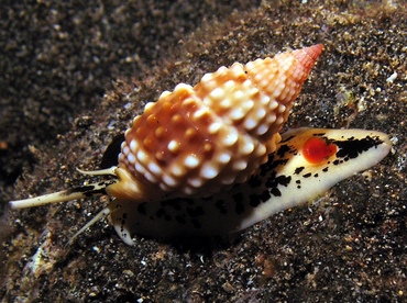 Pimpled Basket Shell - Nassarius papillosus - Big Island, Hawaii