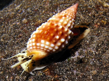 Pimpled Basket Shell - Nassarius papillosus - Big Island, Hawaii