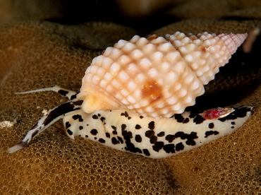 Pimpled Basket Shell - Nassarius papillosus - Palau