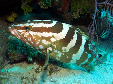 Nassau Grouper - Epinephelus striatus - Turks and Caicos