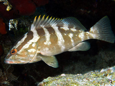 Nassau Grouper - Epinephelus striatus - Eleuthera, Bahamas