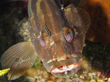 Nassau Grouper - Epinephelus striatus - Eleuthera, Bahamas