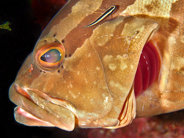 Nassau Grouper - Epinephelus striatus - Eleuthera, Bahamas