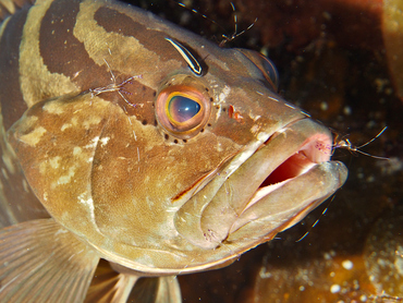 Nassau Grouper - Epinephelus striatus - Eleuthera, Bahamas