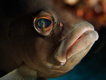 Nassau Grouper - Epinephelus striatus - Eleuthera, Bahamas