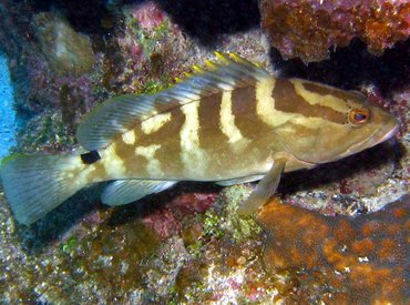 Nassau Grouper - Epinephelus striatus - Roatan, Honduras