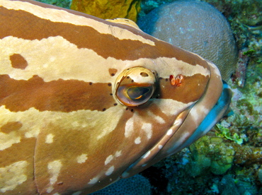 Nassau Grouper - Epinephelus striatus - Belize