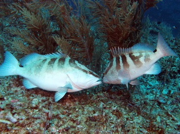 Nassau Grouper - Epinephelus striatus - Belize