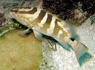 Nassau Grouper - Epinephelus striatus - Nassau, Bahamas