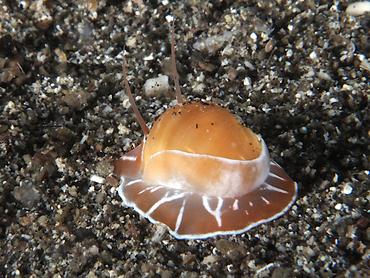 Oriental Moon Snail - Naticarius orientalis - Komodo, Indonesia
