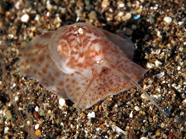 Natica sp. 1 - Natica sp. 1 - Anilao, Philippines