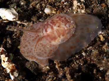 Natica sp. 1 - Natica sp. 1 - Anilao, Philippines