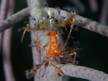 Shortfinger Neck Crab - Podochela sidneyi - Belize