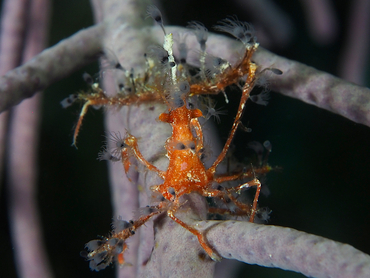 Shortfinger Neck Crab - Coryrhynchus sidneyi - Turks and Caicos