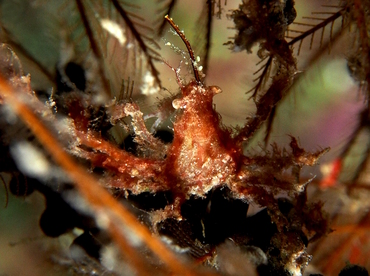 Shortfinger Neck Crab - Coryrhynchus sidneyi - Palm Beach, Florida