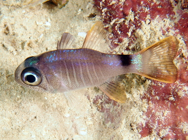 Multi-Barred Cardinalfish - Nectamia luxuria - Fiji