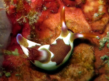 Chamberlain's Nembrotha - Nembrotha chamberlaini - Lembeh Strait, Indonesia