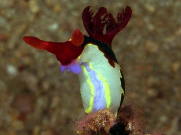 Chamberlain's Nembrotha - Nembrotha chamberlaini - Anilao, Philippines
