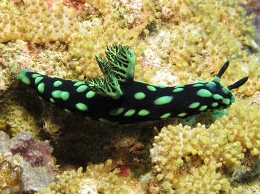 Crested Nembrotha - Nembrotha cristata - Dumaguete, Philippines