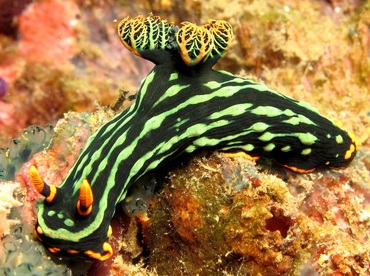 Kubaryana's Nembrotha - Nembrotha kubaryana - Dumaguete, Philippines