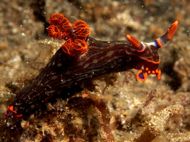 Kubaryana's Nembrotha - Nembrotha kubaryana - Lembeh Strait, Indonesia