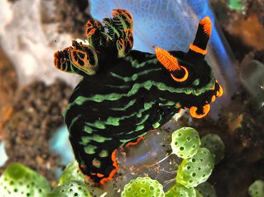 Kubaryana's Nembrotha - Nembrotha kubaryana - Bali, Indonesia