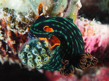 Dusky Nembrotha - Nembrotha kubaryana - Lombok, Indonesia