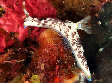 Lined Nembrotha - Nembrotha lineolata - Wakatobi, Indonesia
