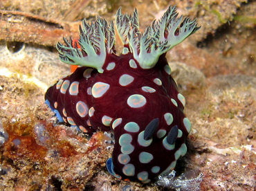 Nembrotha sp. 1 - Nembrotha sp. 1 - Dumaguete, Philippines