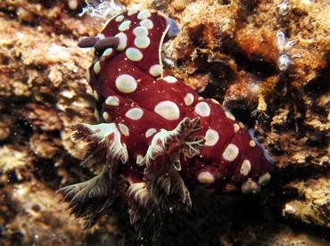 Nembrotha sp. 1 - Nembrotha sp. 1 - Dumaguete, Philippines