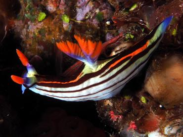 Nembrotha sp. 3 - Nembrotha sp. 3 - Komodo, Indonesia