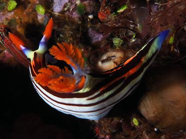 Nembrotha sp. 3 - Nembrotha sp. 3 - Komodo, Indonesia