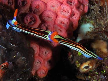 Nembrotha sp. 3 - Nembrotha sp. 3 - Komodo, Indonesia