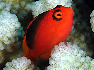 Flame Hawkfish - Neocirrhites armatus - Great Barrier Reef, Australia