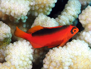 Flame Hawkfish - Neocirrhites armatus - Great Barrier Reef, Australia