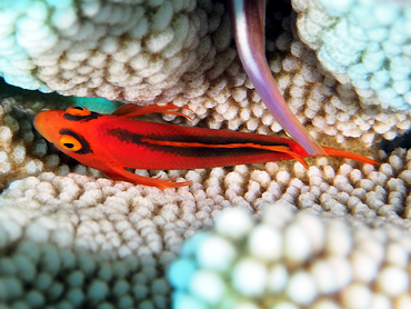 Flame Hawkfish - Neocirrhites armatus - Great Barrier Reef, Australia