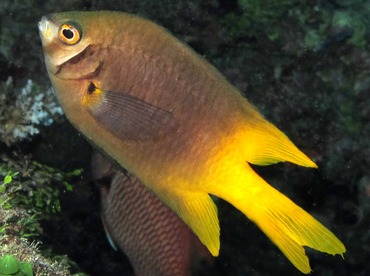 Black-and-Gold Damsel - Neoglyphidodon nigroris - Palau