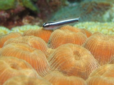 Caribbean Neon Goby - Elactinus lobeli - Roatan, Honduras
