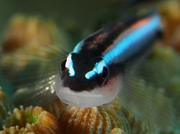 Caribbean Neon Goby - Elactinus lobeli - Belize