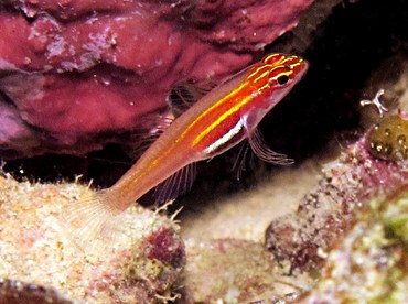 Neon Dwarfgoby - Eviota atriventris - Yap, Micronesia