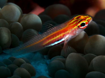 Neon Dwarfgoby - Eviota atriventris - Palau