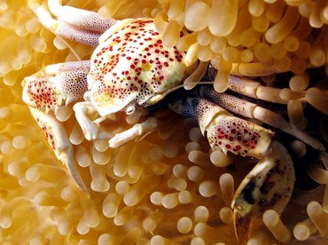 Spotted Porcelain Crab - Neopetrolisthes maculatus - Yap, Micronesia