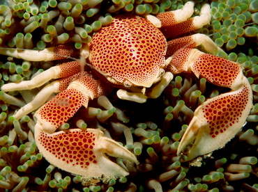 Spotted Porcelain Crab - Neopetrolisthes maculatus - Anilao, Philippines