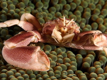 Spotted Porcelain Crab - Neopetrolisthes maculatus - Anilao, Philippines