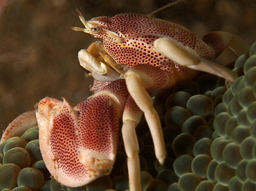 Spotted Porcelain Crab - Neopetrolisthes maculatus - Anilao, Philippines