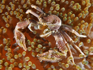 Spotted Porcelain Crab - Neopetrolisthes maculatus - Wakatobi, Indonesia
