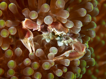 Spotted Porcelain Crab - Neopetrolisthes maculatus - Wakatobi, Indonesia