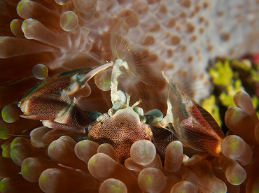 Spotted Porcelain Crab - Neopetrolisthes maculatus - Wakatobi, Indonesia