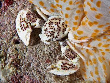 Spotted Porcelain Crab - Neopetrolisthes maculatus - Great Barrier Reef, Australia